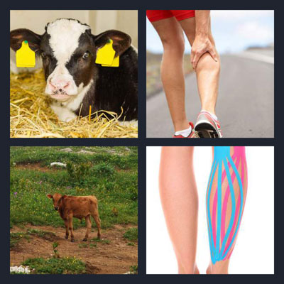  Calf 