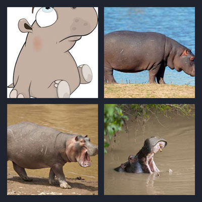  Hippo 