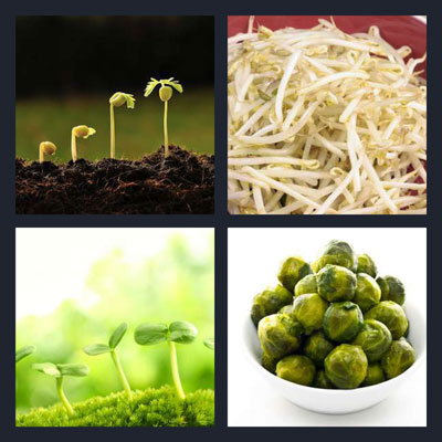  Sprouts 